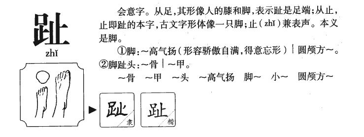 跖骨和趾骨怎么读图片